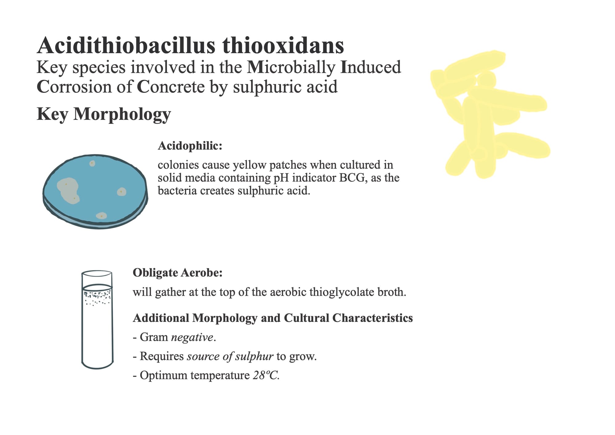 Key properties of a bacteria key to the microbial degradation of concrete.